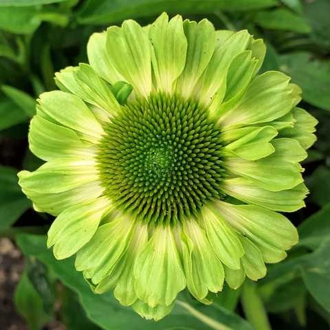 Эхинацея SunSeekers Apple Green