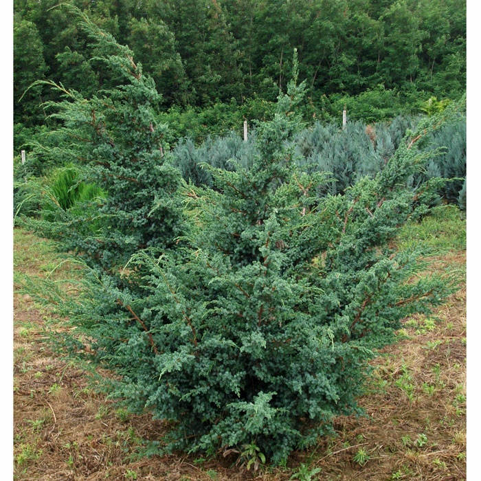 Juniperus-Blue-Alps