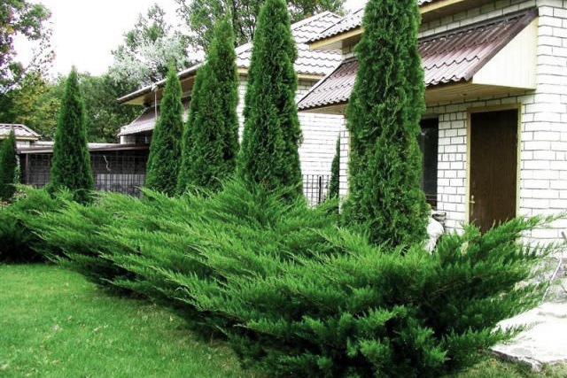 JUNIPERUS MEDIA MINT JULEP