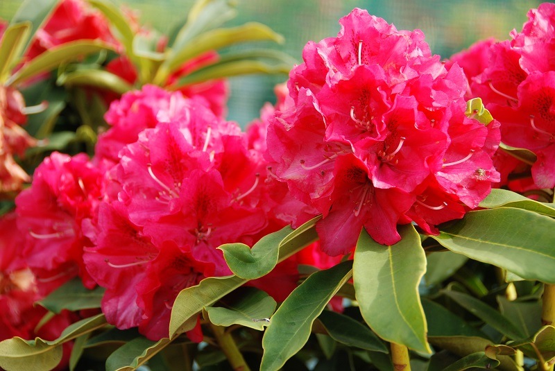 Рододендрон Wilgens Ruby