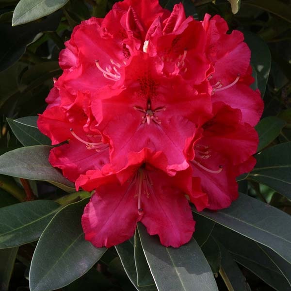 Рододендрон Wilgens Ruby1