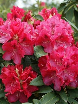 Рододендрон Wilgens Ruby2