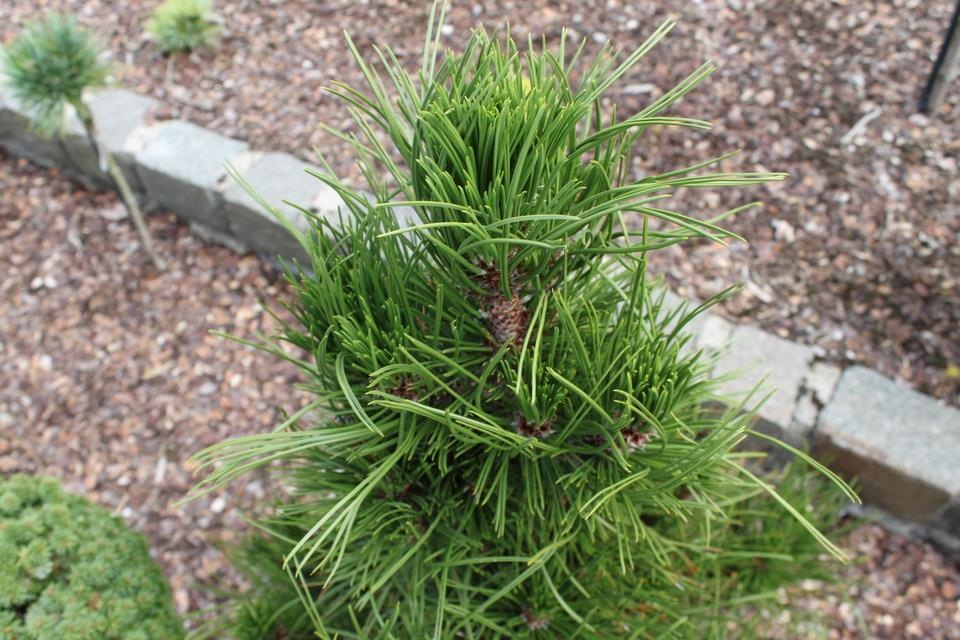 Сосна белокорая Atze Saule