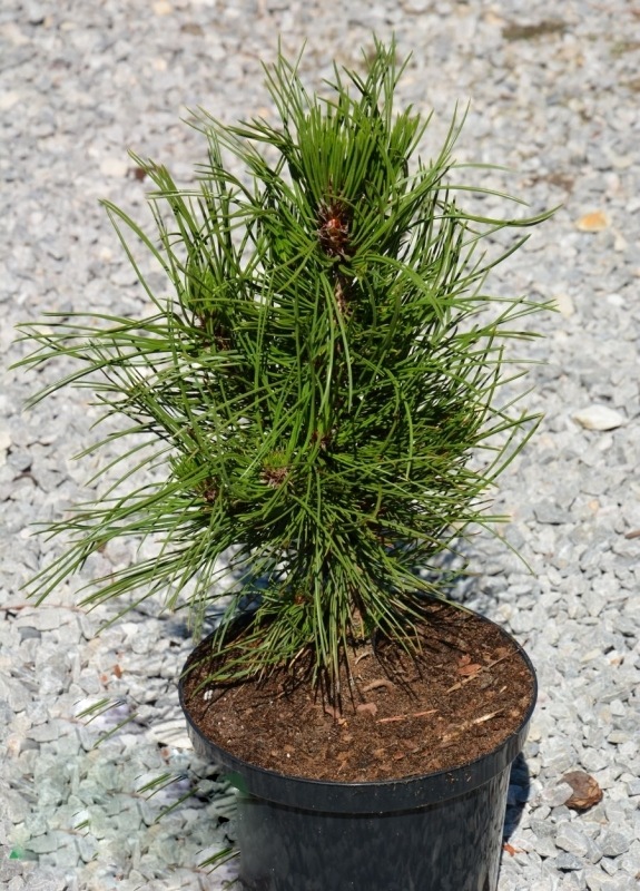 Сосна белокорая Atze Saule1