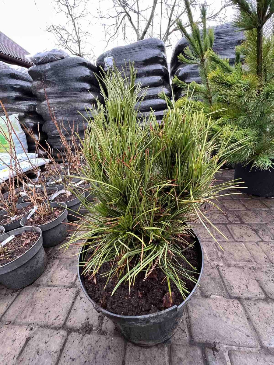 Сосна белокорая Atze Saule3