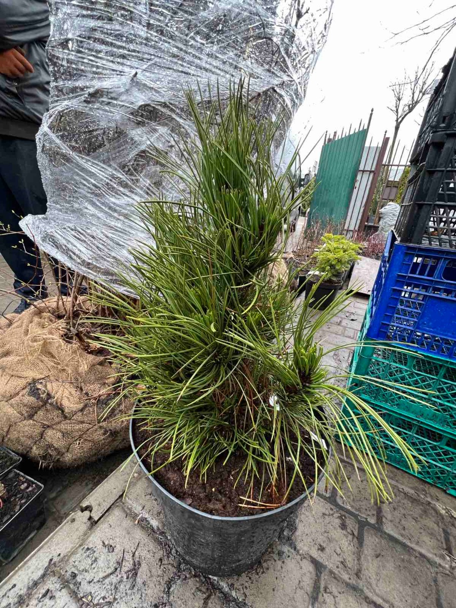 Сосна белокорая Atze Saule4