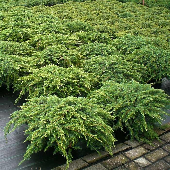 Juniperus_Repanda_5 (1)