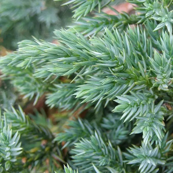 Juniperus squamata Blue Swede111