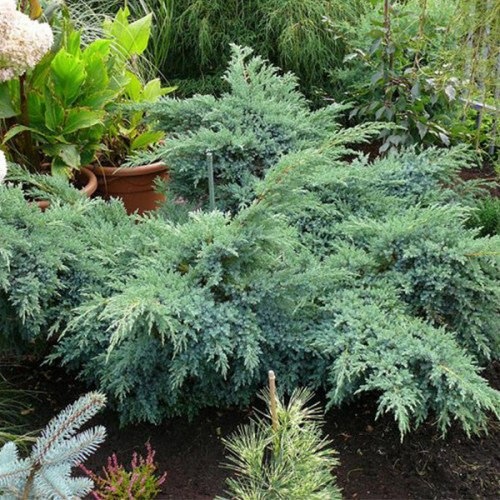 Juniperus squamata Blue Swede222
