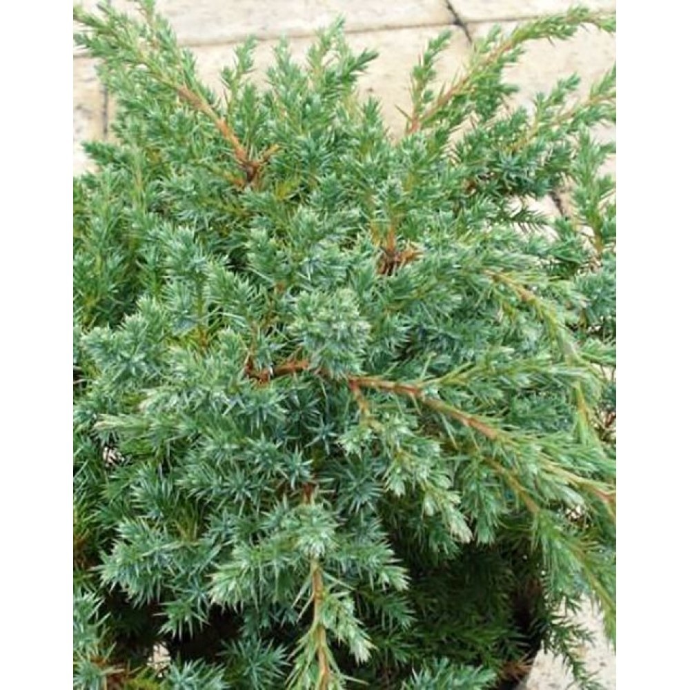 Juniperus squamata Blue Swede333