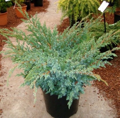 mozhzhevelnik-cheshujchatyj-blue-swede