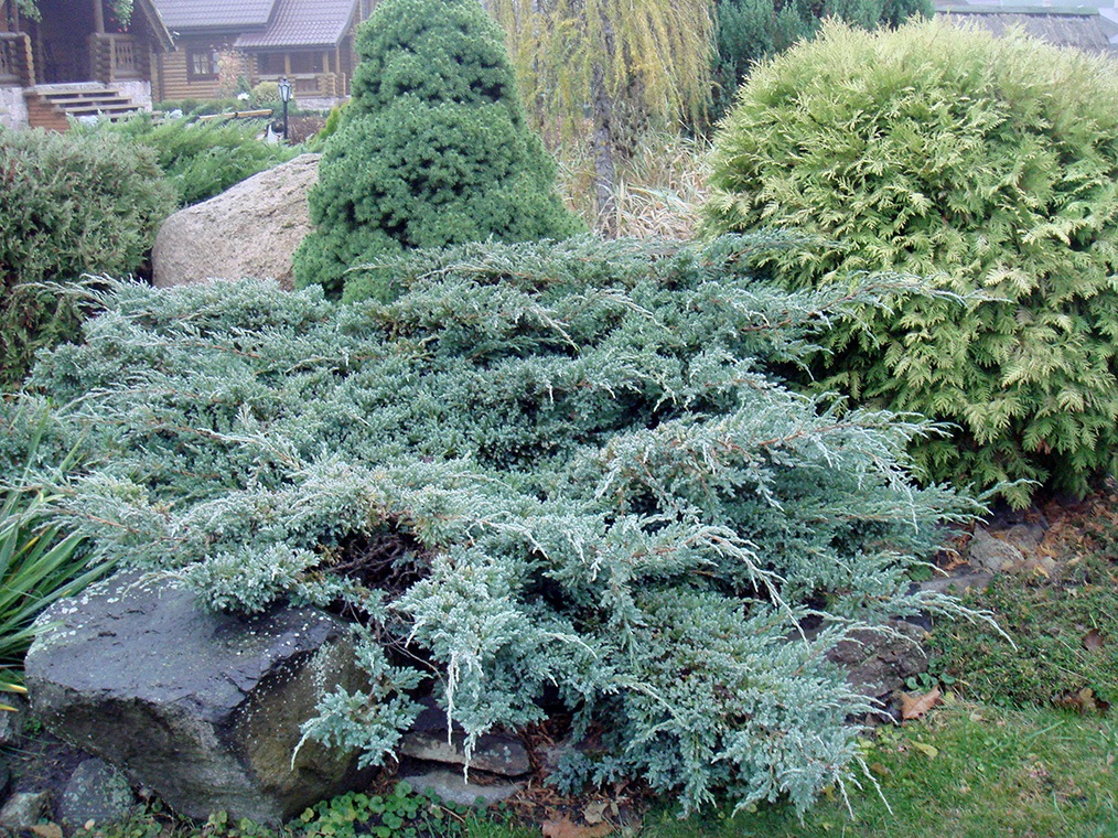 Juniperus-squamata-Blue-Carpet1
