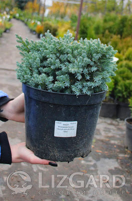 Можжевель Блю Стар  Juniperus 