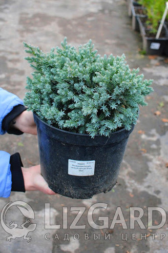 Можжевельник чешуйчатый Блю Стар  Juniperus squamata Blue Star  Ялівець лускатий Блю Стар
