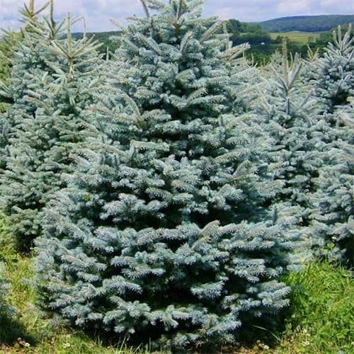 Ель колючая Glauca Vuyk1