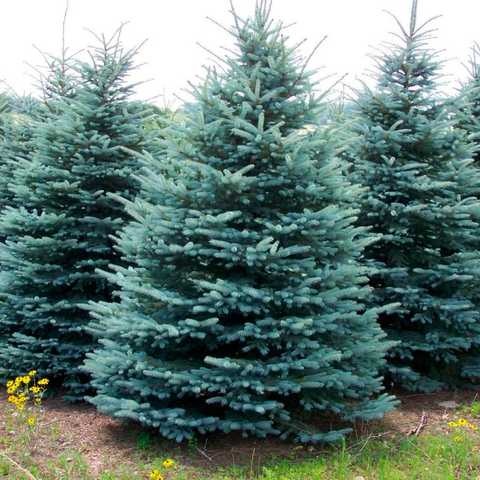 Ель колючая Glauca Vuyk2