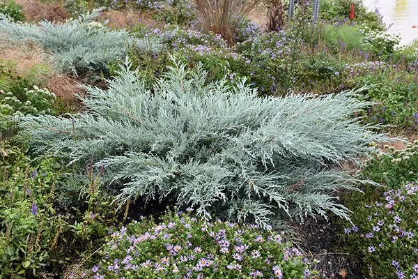 Juniperus virginiana Grey Owl1