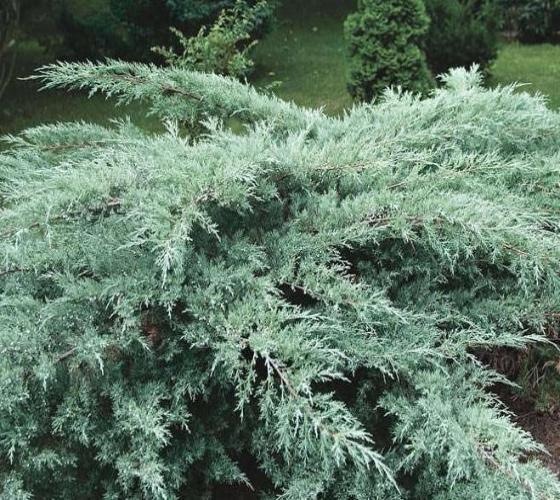 Juniperus virginiana Grey Owl2