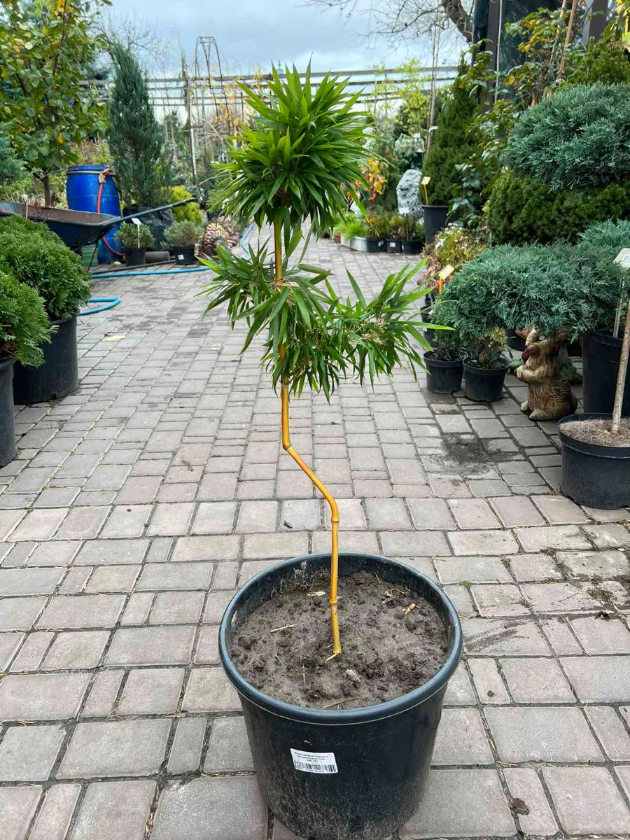 Бамбук (бонсай) Phyllostachys Aureosulcata111