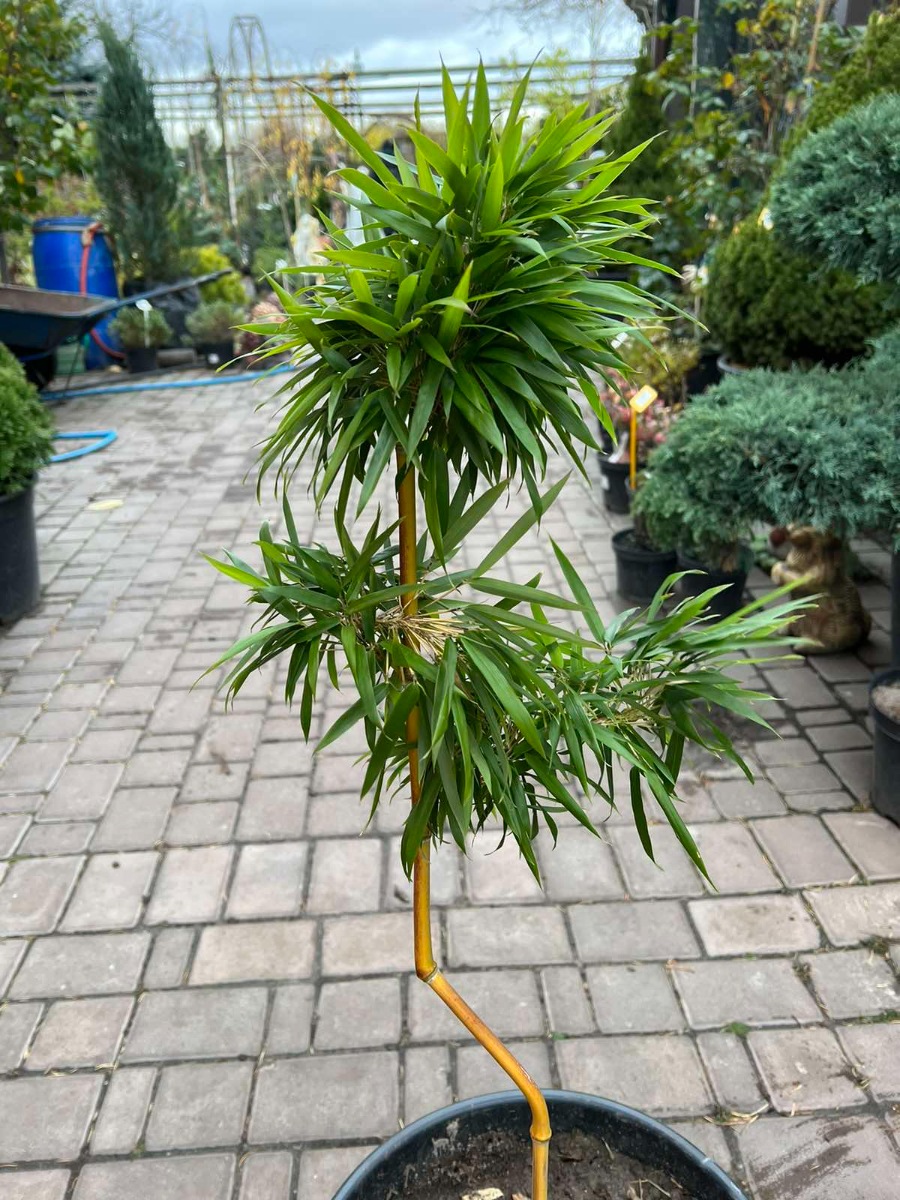 Бамбук (бонсай) Phyllostachys Aureosulcata222