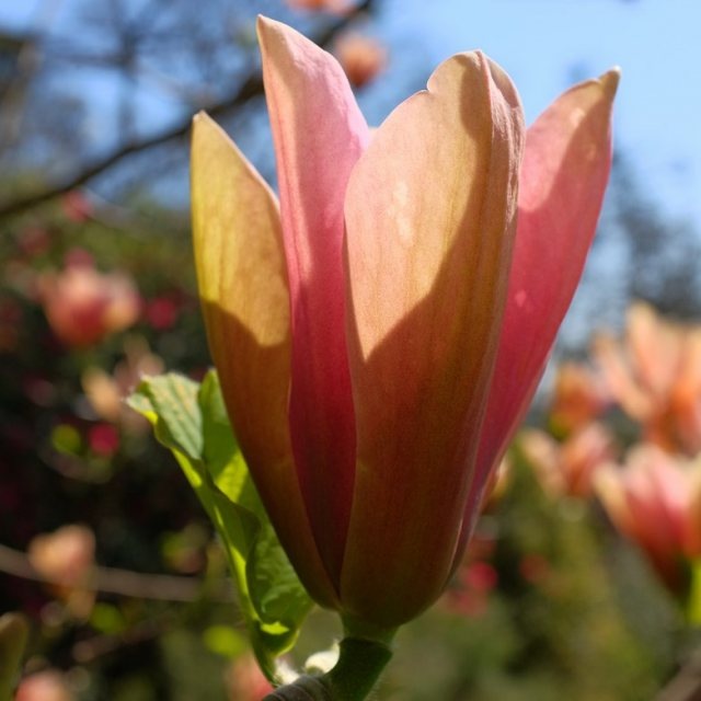 Магнолия Peachy