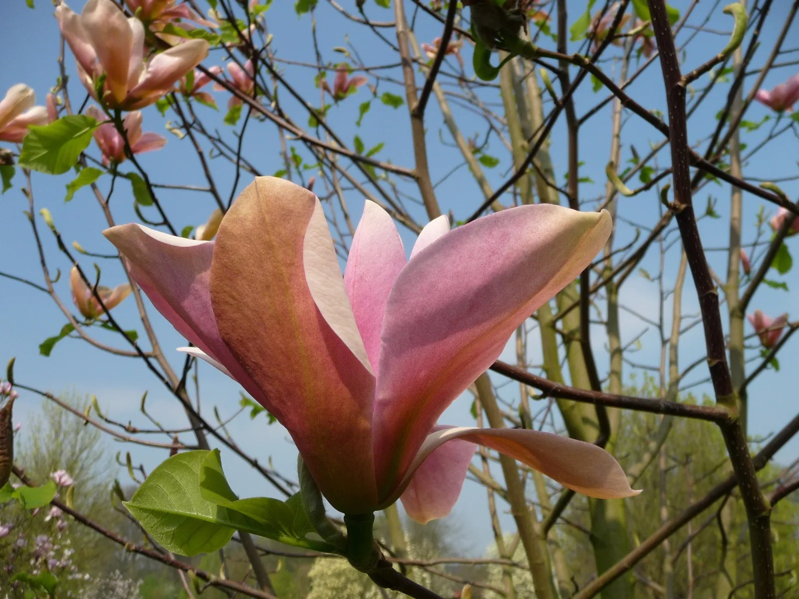 Магнолия Peachy1