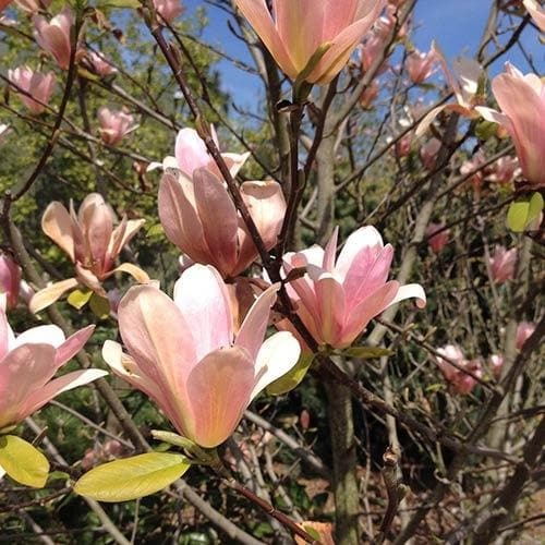 Магнолия Peachy2
