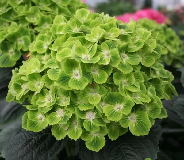Гортензия крупнолистная Magical Green Cloud