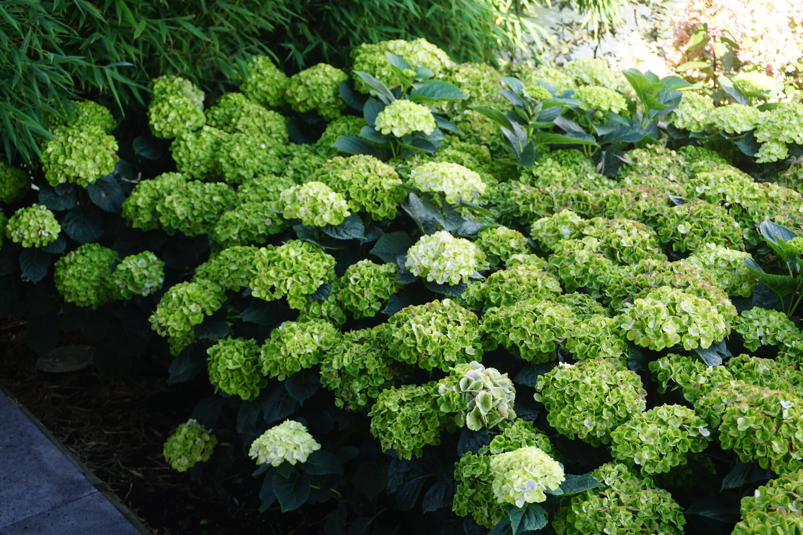 Гортензия крупнолистная Magical Green Cloud1