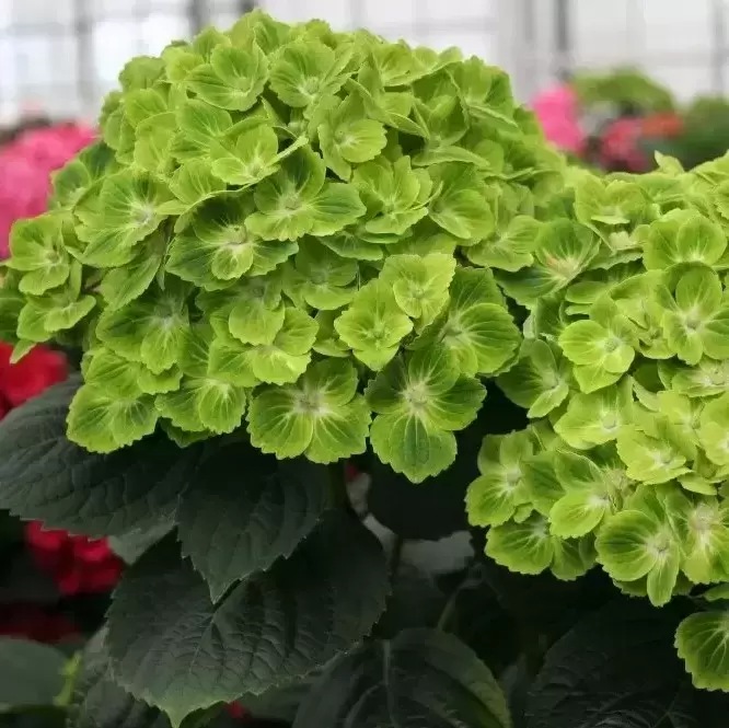 Гортензия крупнолистная Magical Green Cloud2