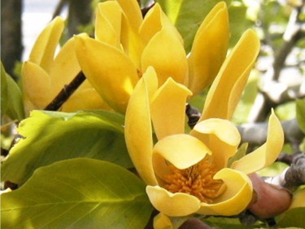 Магнолия Illini Gold1