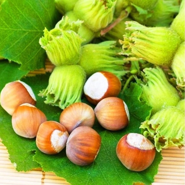 Фундук Ланге