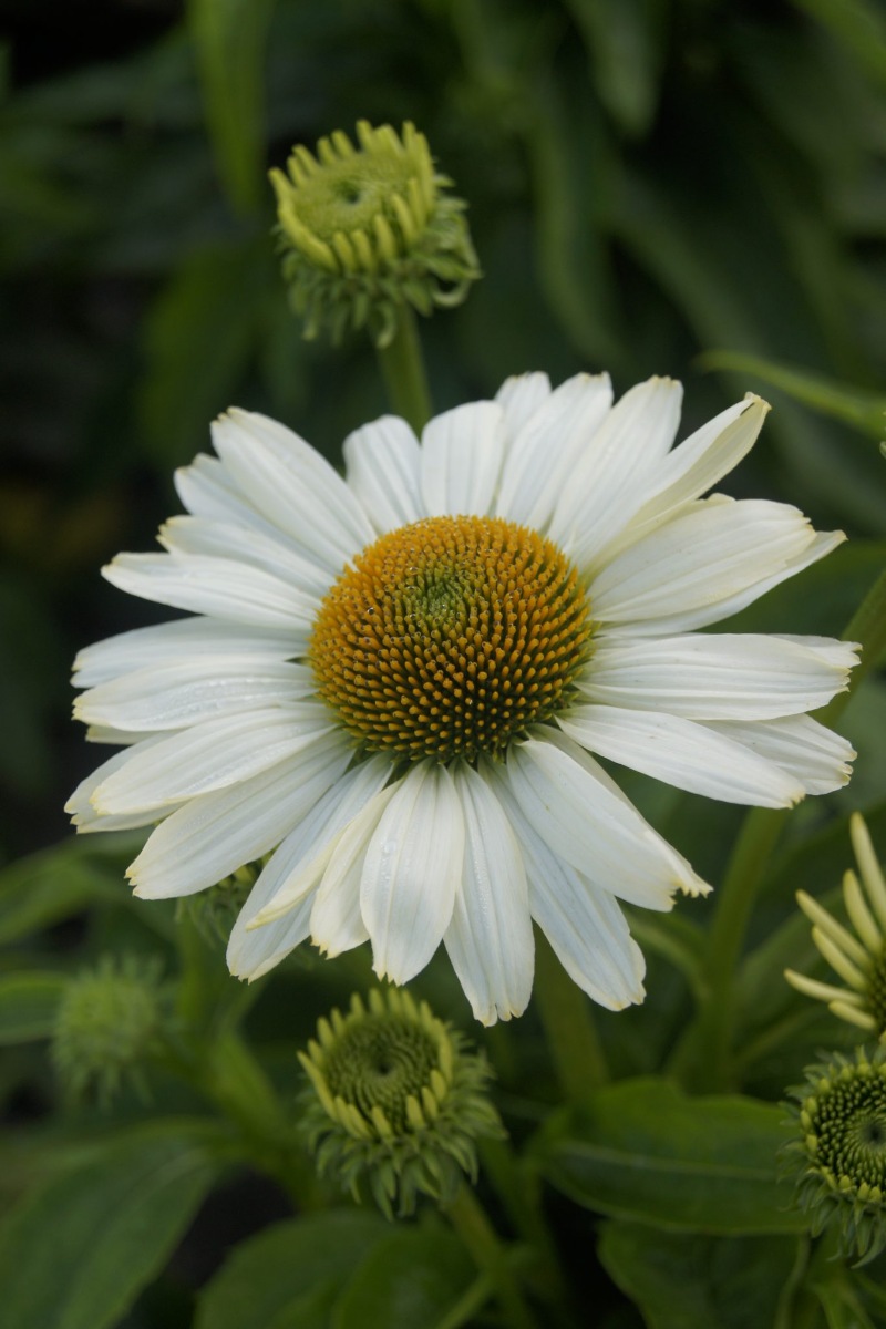 Эхинацея Innocent Meadow Mama