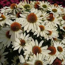 Эхинацея Innocent Meadow Mama2