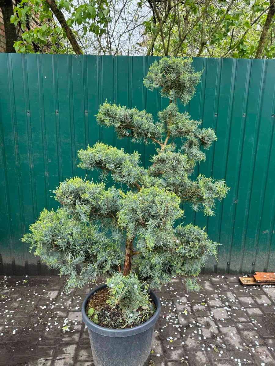 Можжевельник виргинский Grey Owl БОНСАЙ
