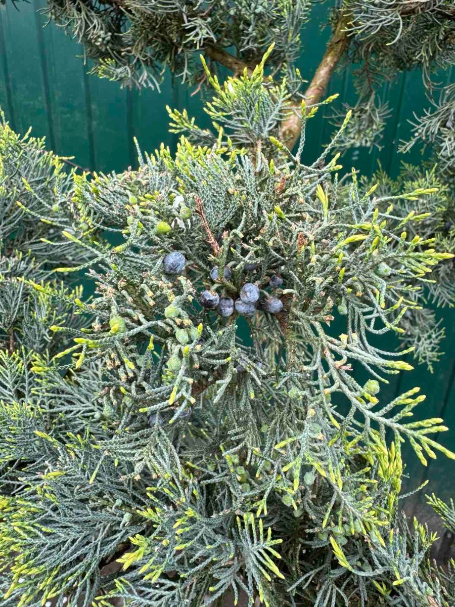 Можжевельник виргинский Grey Owl БОНСАЙ1