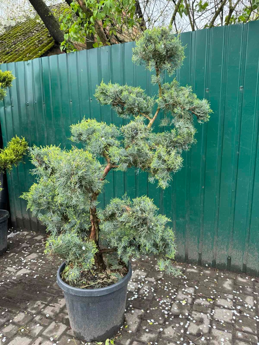 Можжевельник виргинский Grey Owl БОНСАЙ2