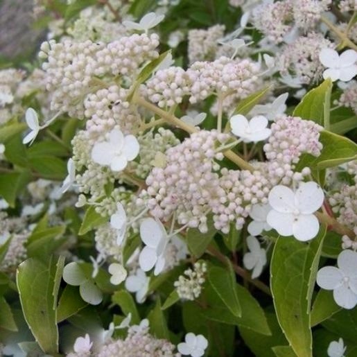 Гортензия метельчатая Prim White на штамбе1