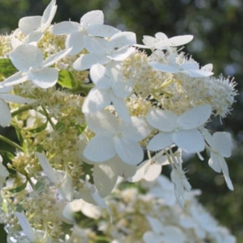 Гортензия метельчатая Prim White на штамбе2