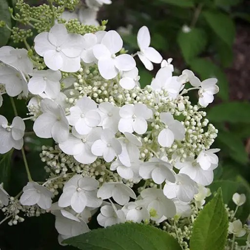 Гортензія волотиста Prim White