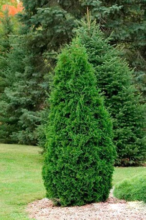 Туя западная Брабант / Thuja оccidentalis Brabant / Туя західна Брабант