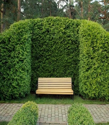 Туя западная Брабант / Thuja оccidentalis Brabant / Туя західна Брабант
