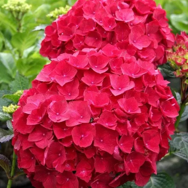 Гортензия крупнолистная Red Sensation1