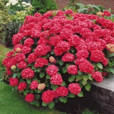 Гортензия крупнолистная Red Sensation3