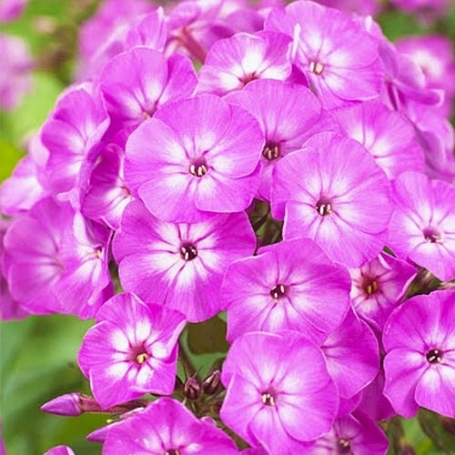 Флокс Famous Purple