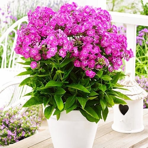 Флокс Famous Purple1
