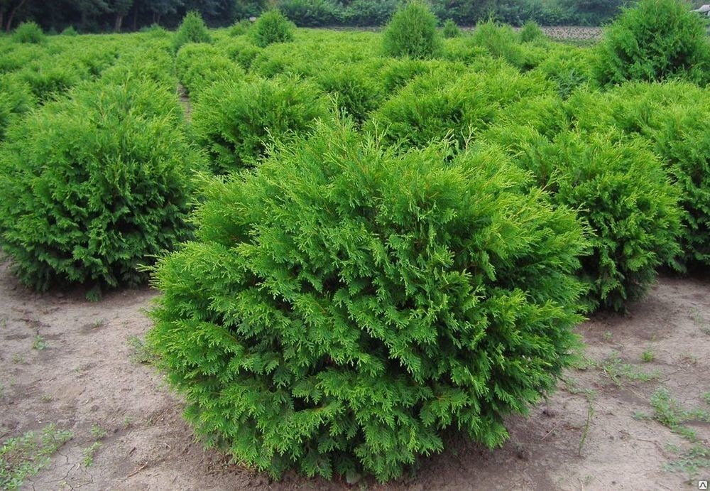 tuja-zahidna-globoza-thuja-occ-utPc1qga6gj