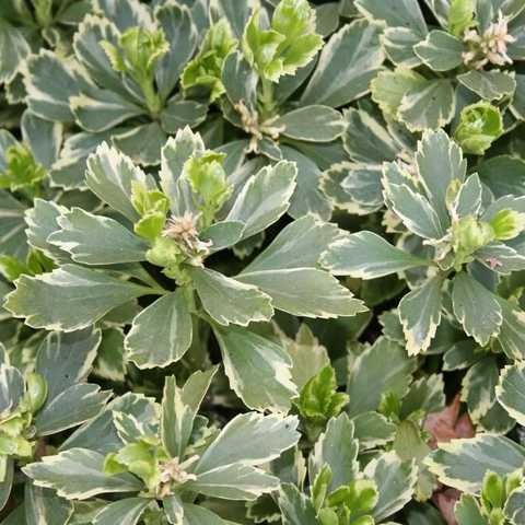 Пахисандра Variegata