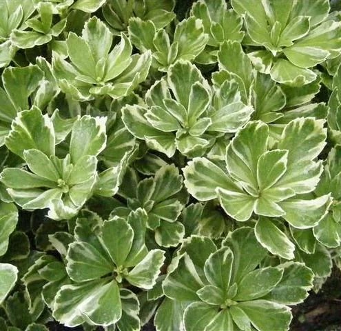 Пахисандра Variegata1