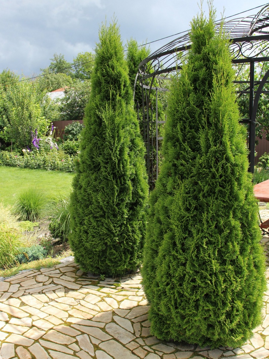 Туя западная Смарагд (Thuja occidentalis Smaragd) Туя західна Смарагд